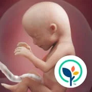 Pregnancy App & Baby Tracker - Download Android APK