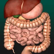 Internal Organs in 3D Anatomy - Download Android APK