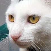 Cat Sounds - Meow Noises - Download Android APK