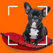 Dog breeds - Smart Identifier - Download Android APK