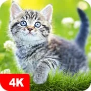 Cat Wallpapers & Cute Kittens - Download Android APK
