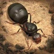 The Ants: Underground Kingdom - Download Android APK