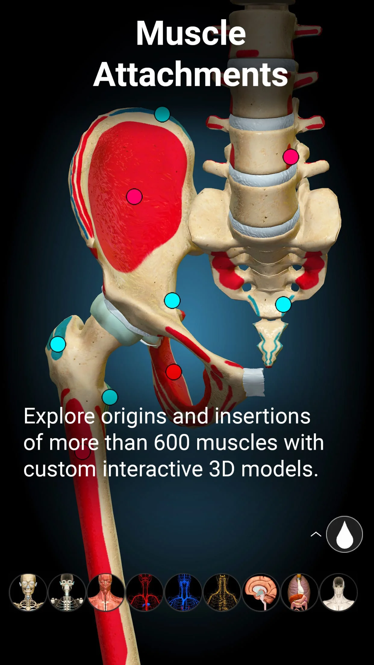 Anatomy Learning - 3D Anatomy Screenshot 4