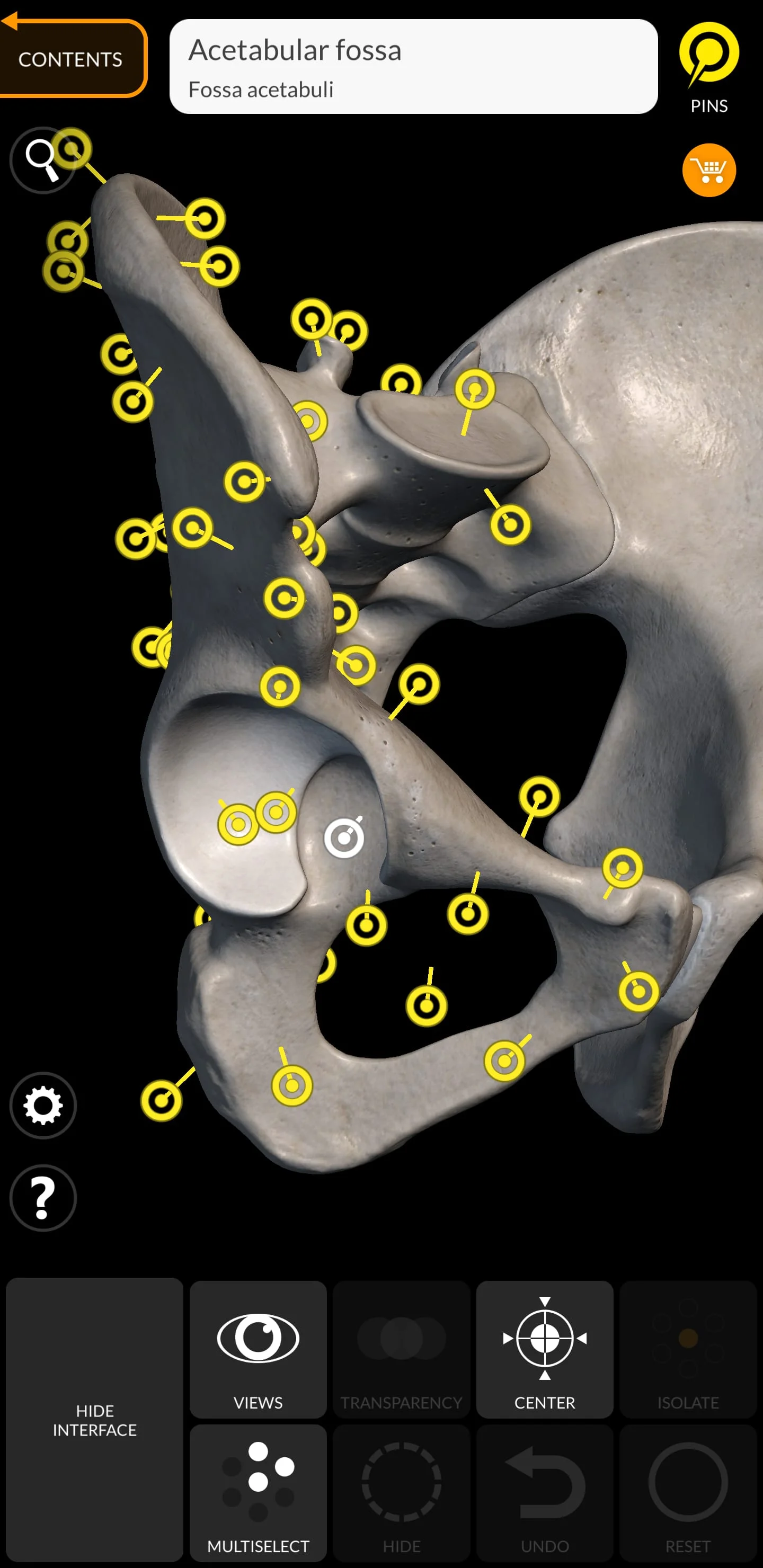 Skeleton | 3D Anatomy Screenshot 2