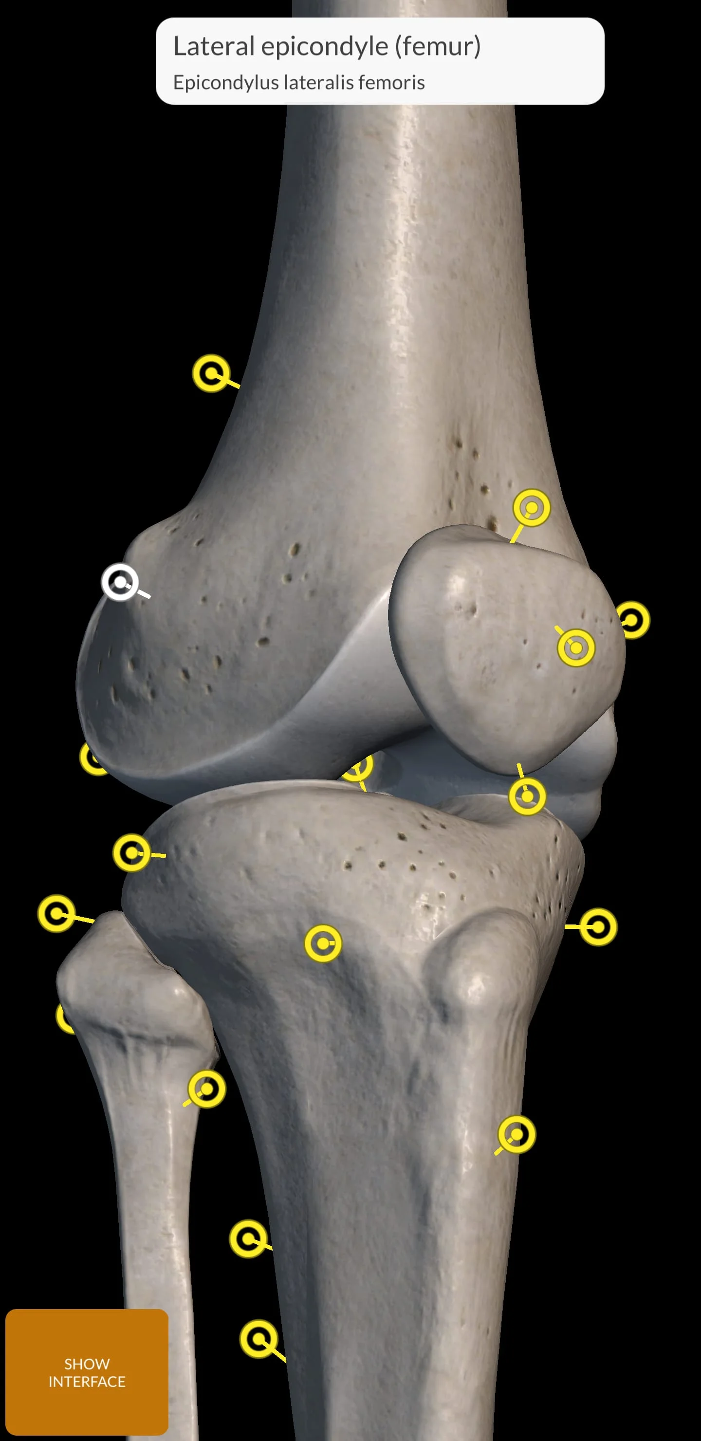 Skeleton | 3D Anatomy Screenshot 3