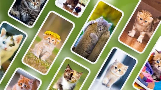 Cat Wallpapers & Cute Kittens Screenshot 1
